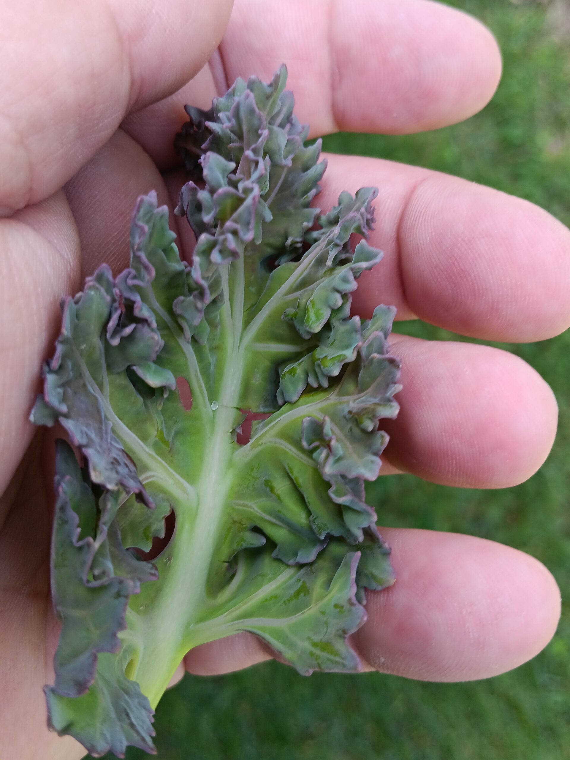 Bedrock Sea Kale