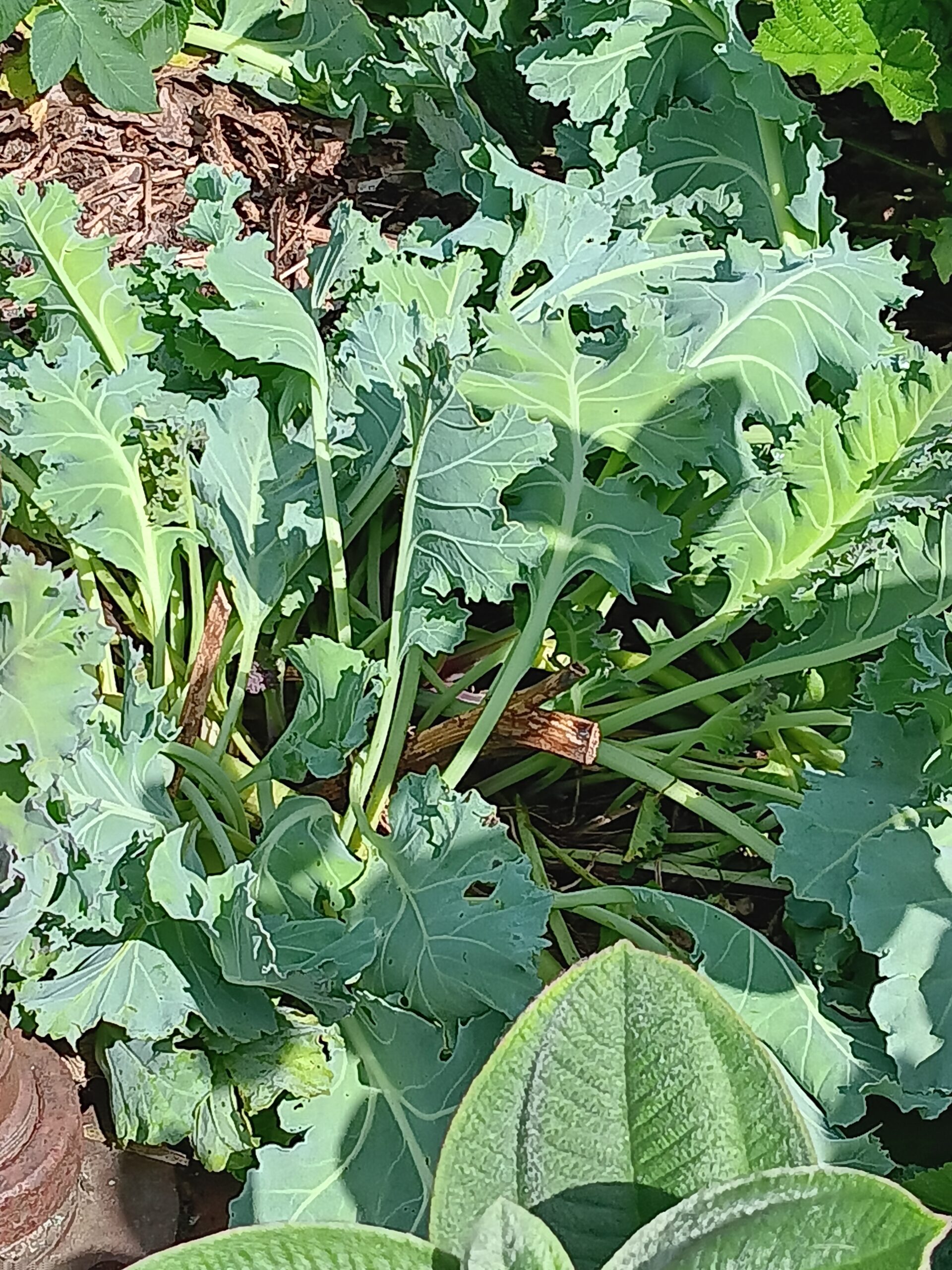 Bedrock Sea Kale2