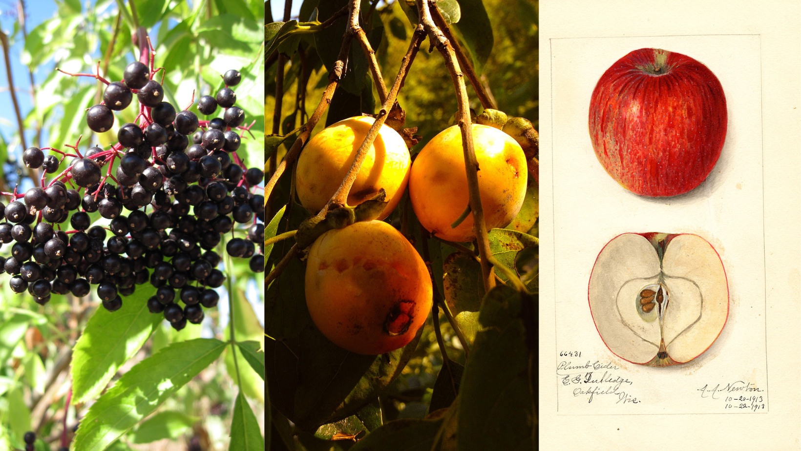 Midwest Fruit Banner