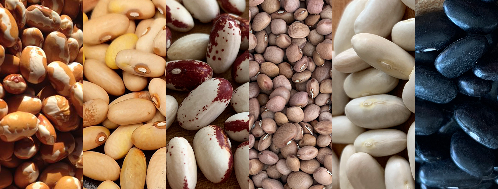 PAS 22 beansPAS22 beans