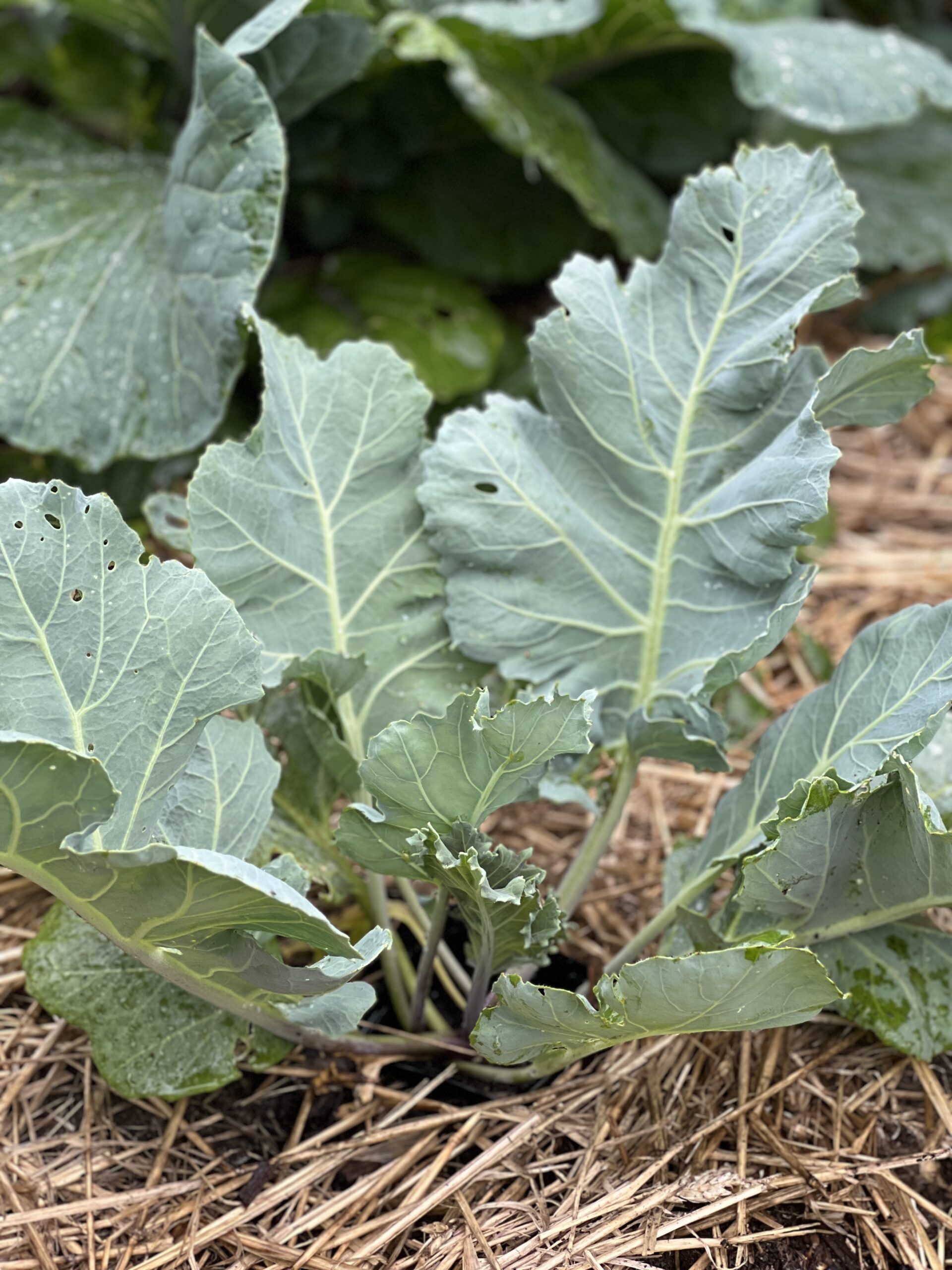 Sea Kale Mara