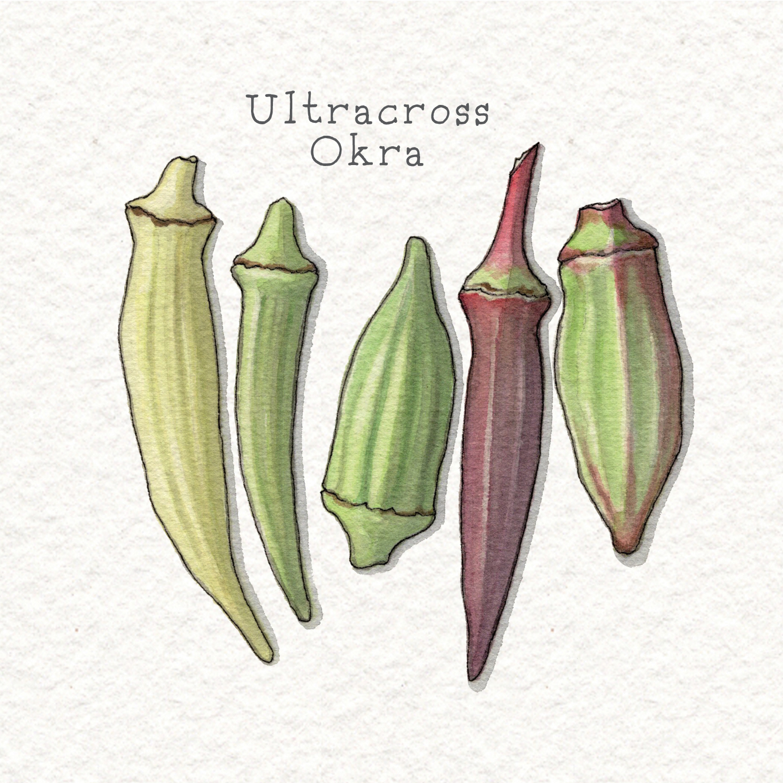 SlowFoodUSA_square_paper bckgrnd6