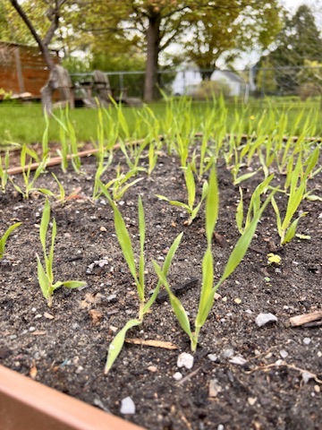 barley seedlings