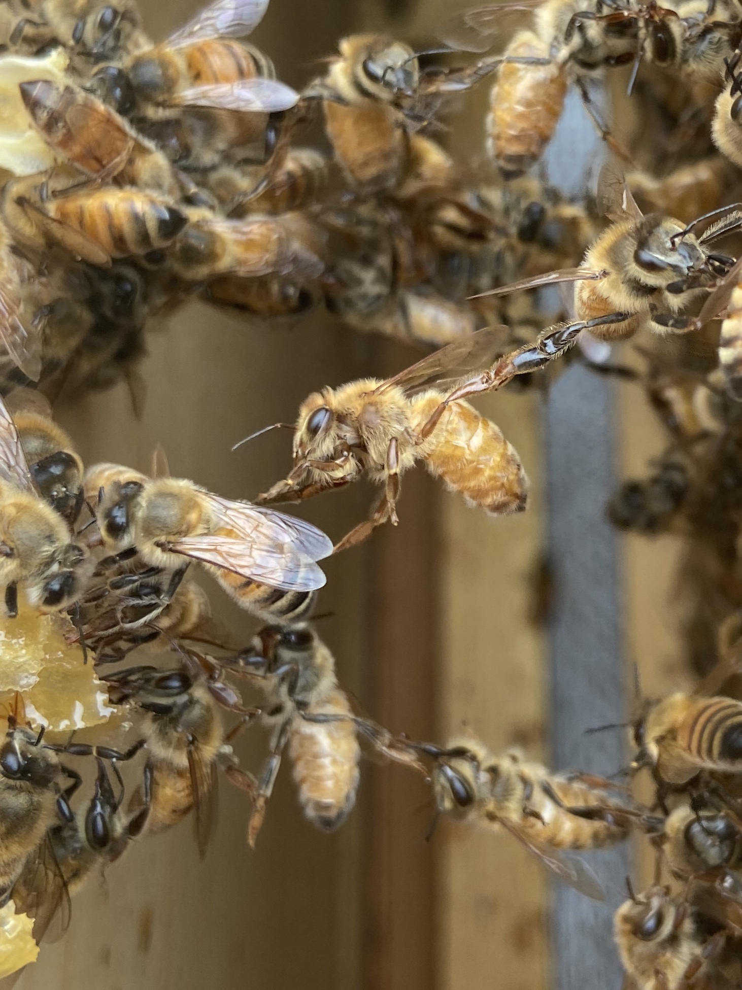bee 1