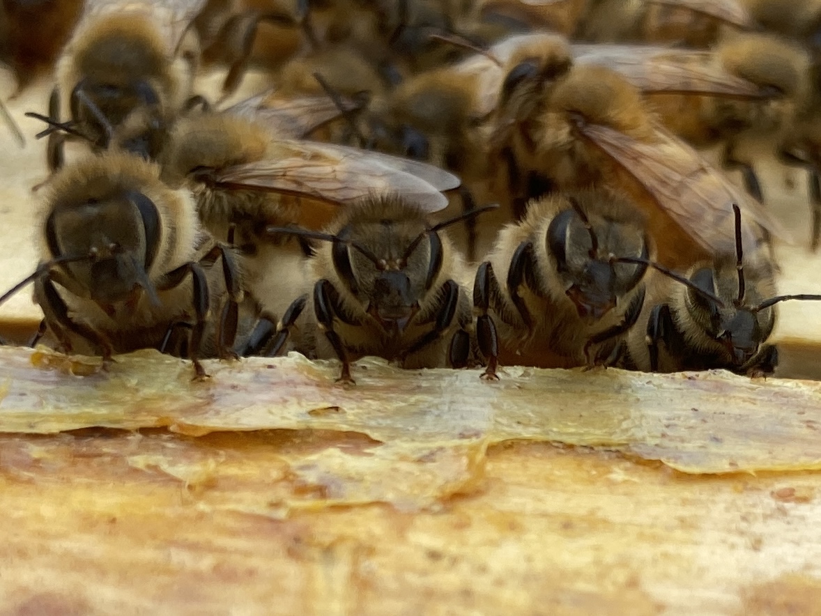 bee 2