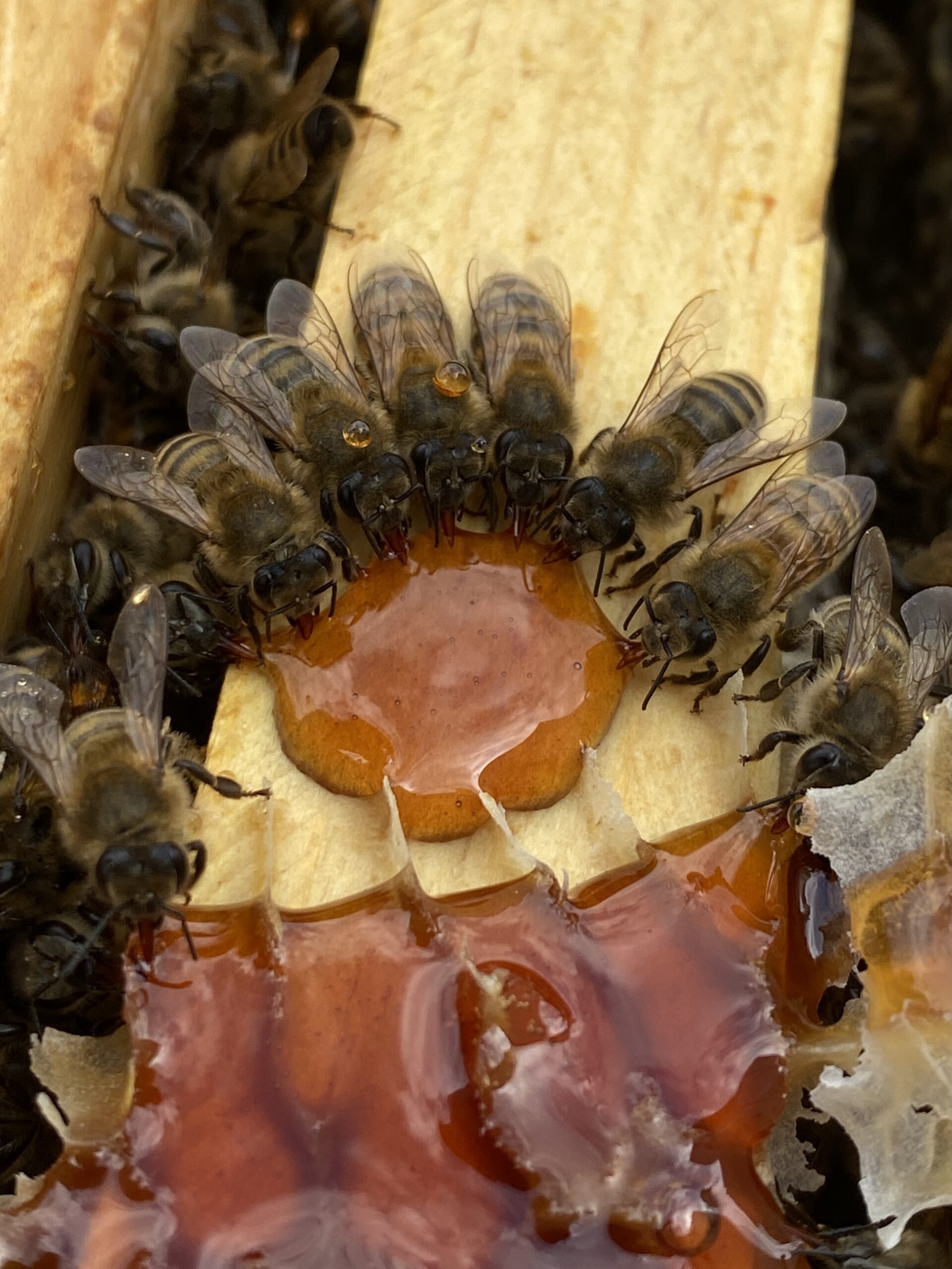 bee 3