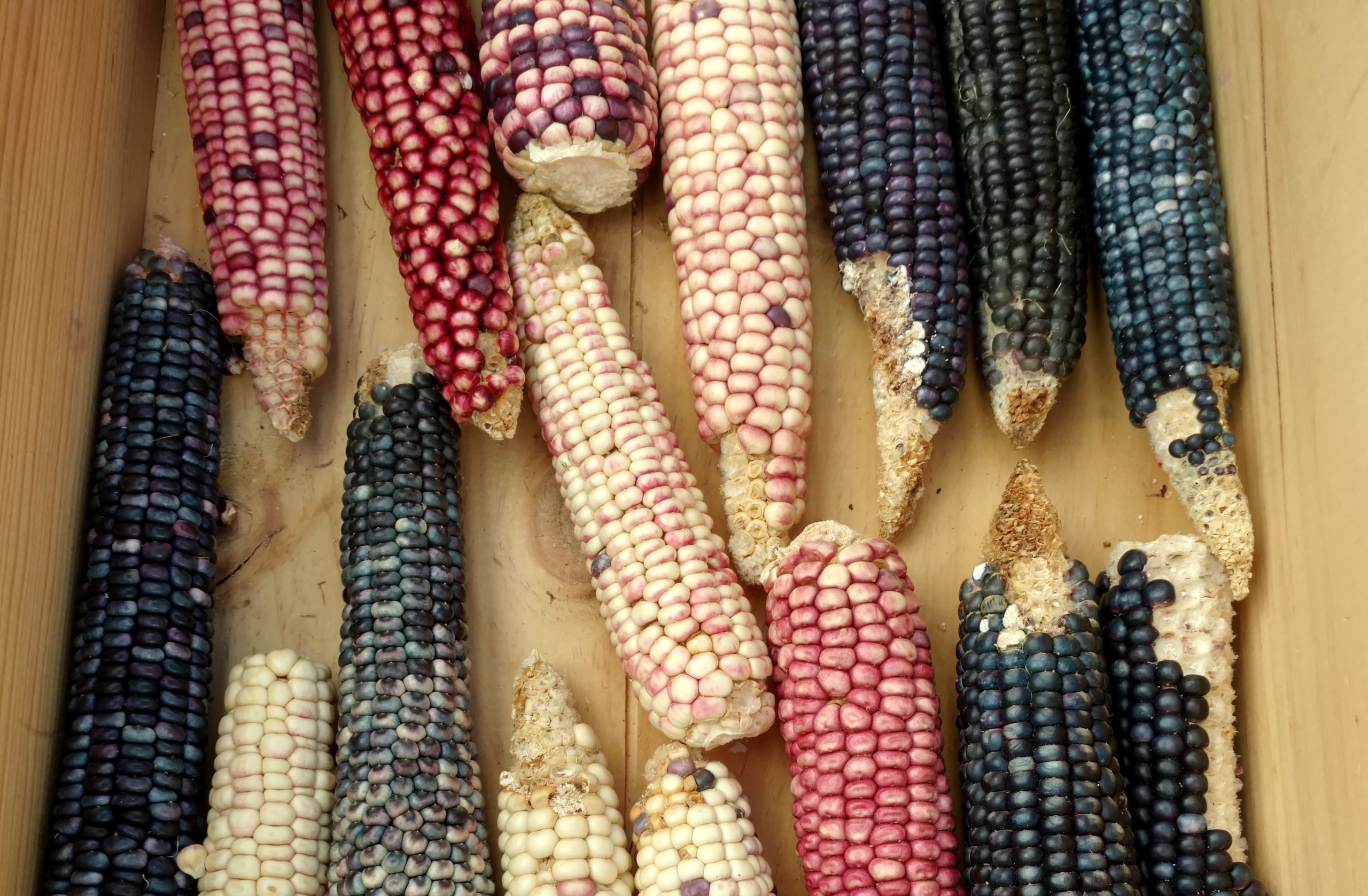 corn-Dixon