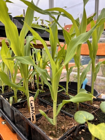 corn seedlings