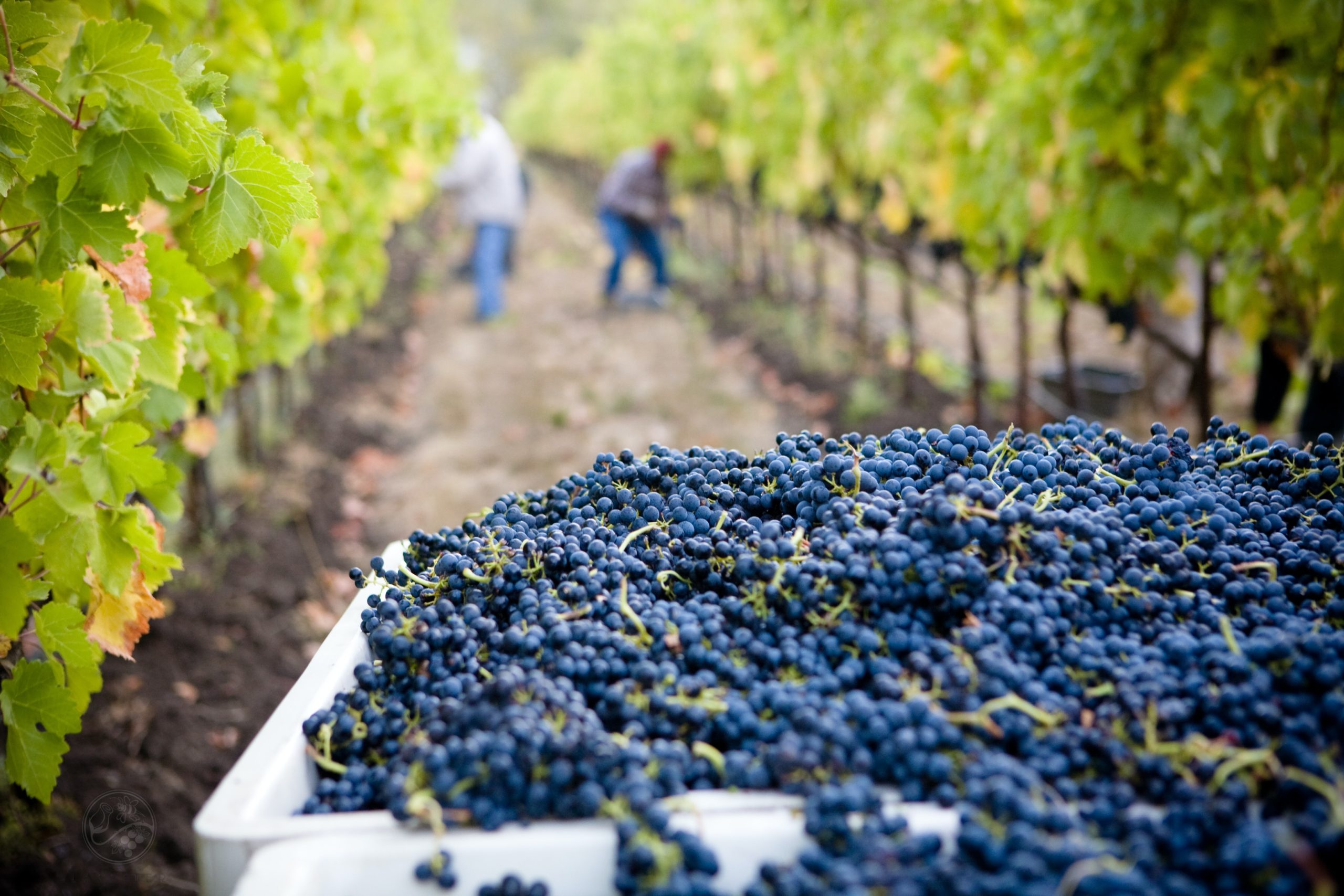 lasseter-winery slow wine