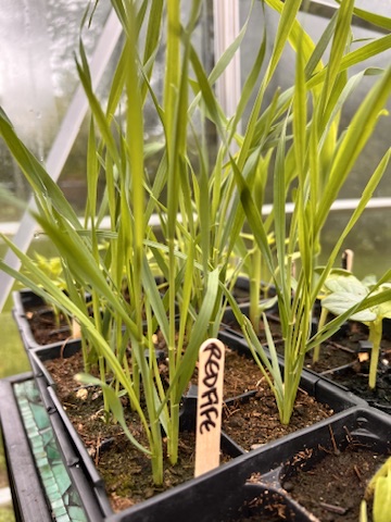 red fife seedlings