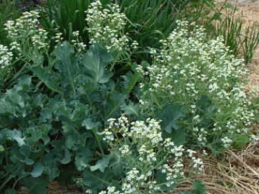 sea kale 1