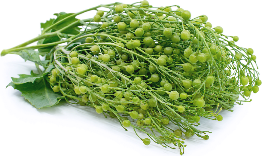sea kale 2