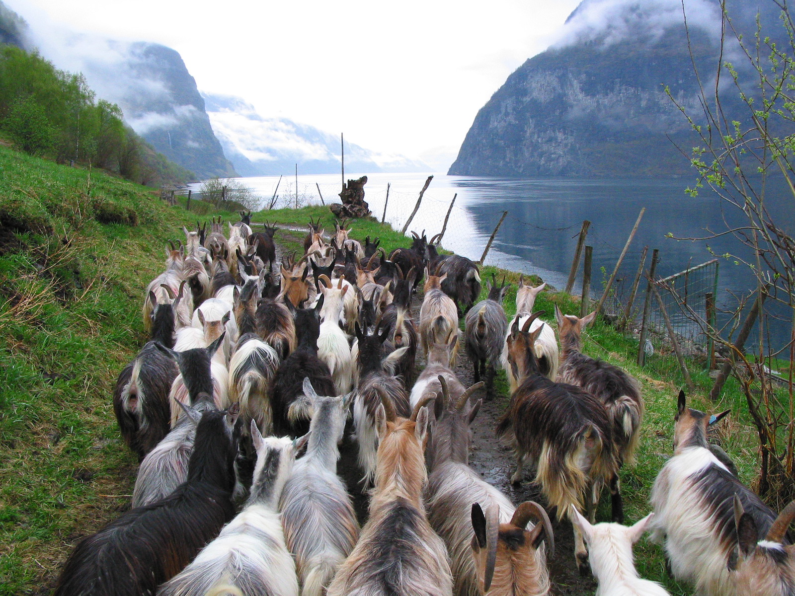 sheep at fjord