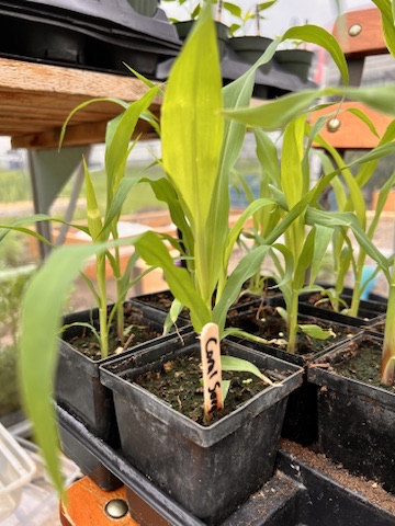 sorghum seedlings